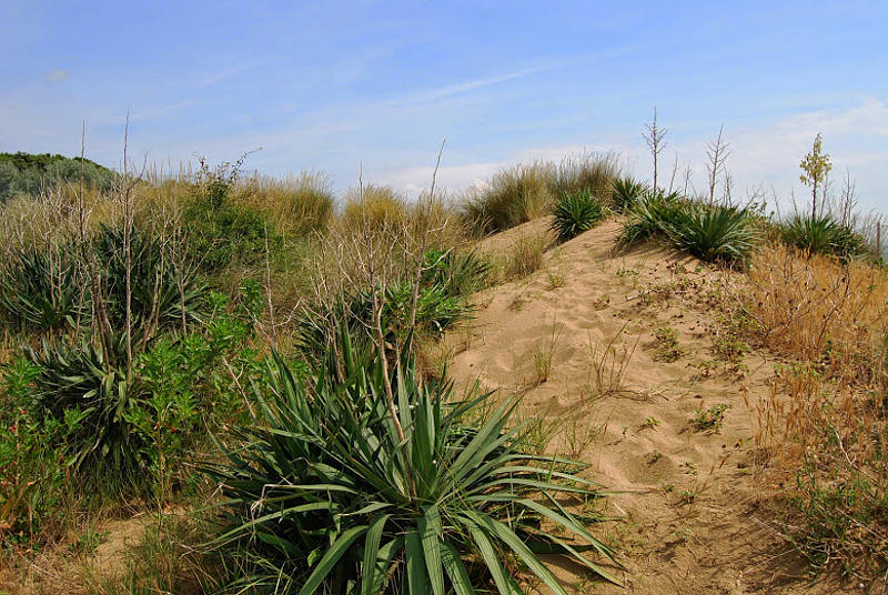 the dunes of Bibione
