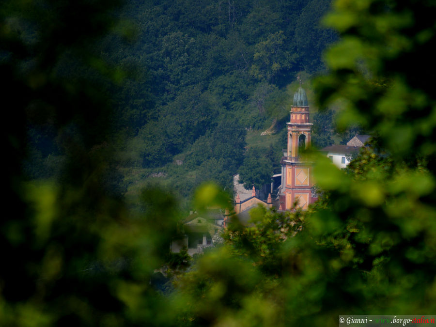 08.2024: Gianni - aglio (pc)