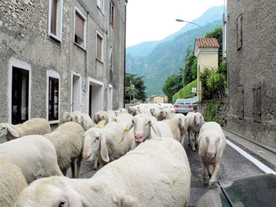 05.2008: Gianni - valstagna (vi)