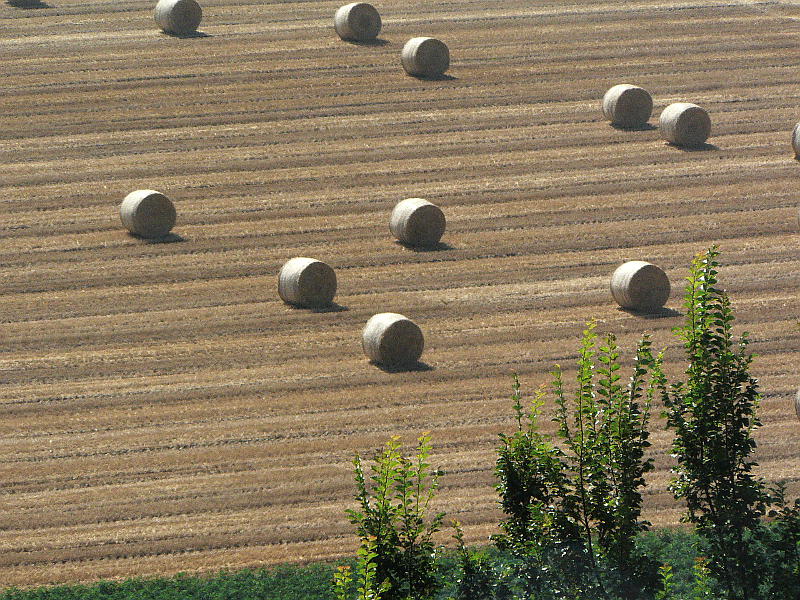 07.2014: Gianni - langhirano (pr)