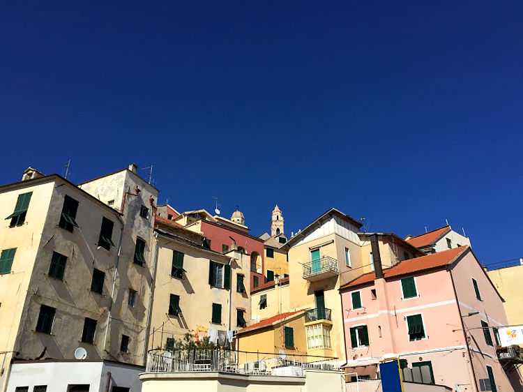 cervo (im)