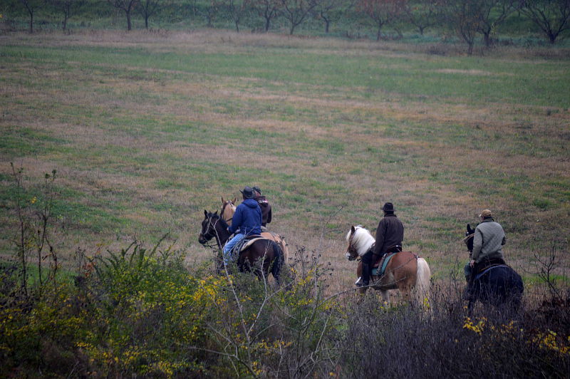 11.2015: Gianni - polesine parmense (pr)