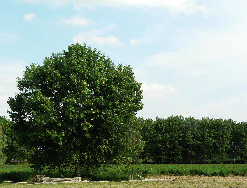 04.2014: Gianni - roccabianca (pr)