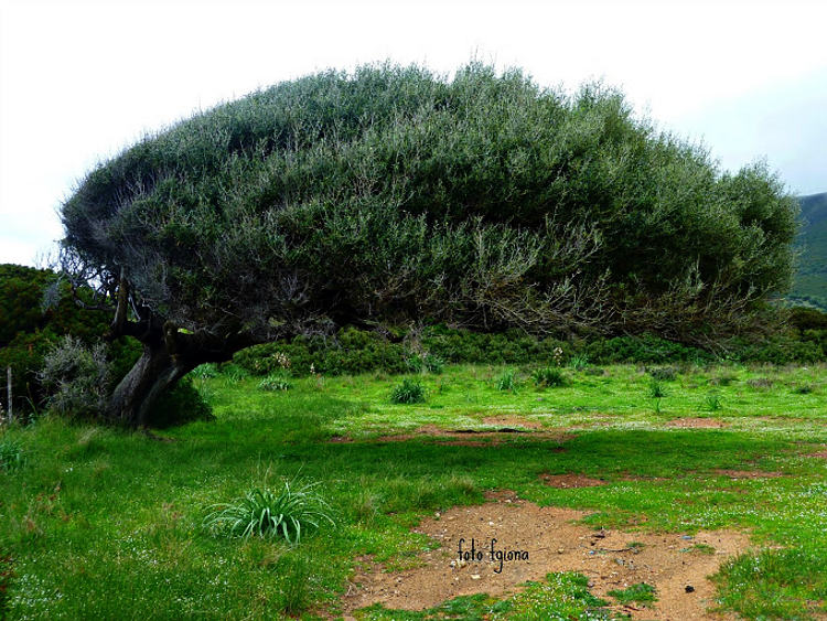 03.2014: Francesca Giona - sardegna