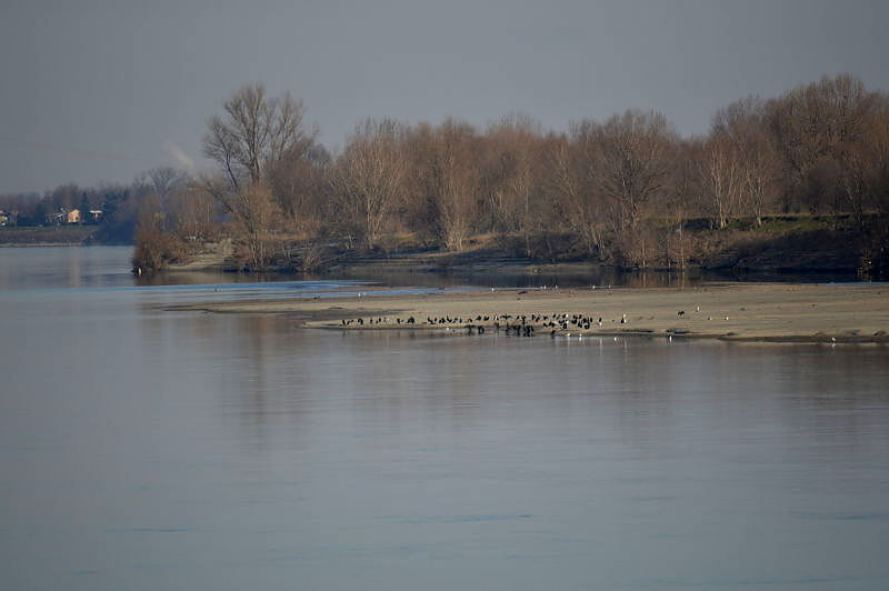 12.2015: Gianni - polesine parmense (pr)