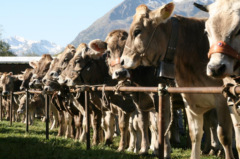 09.2013: Latteria Livigno - livigno (so)