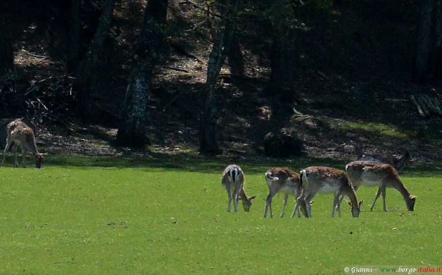 02.2026: Gianni - neviano degli arduini (pr)