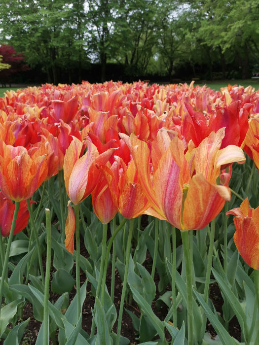 05.2019: Parco Giardino Sigurta - valeggio sul mincio (vr)