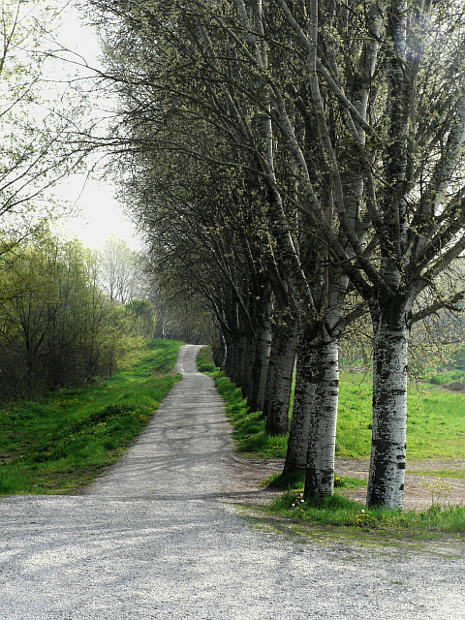 03.2014: Gianni - polesine parmense (pr)