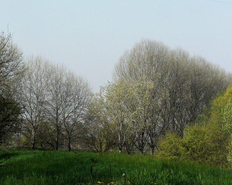 03.2014: Gianni - polesine parmense (pr)