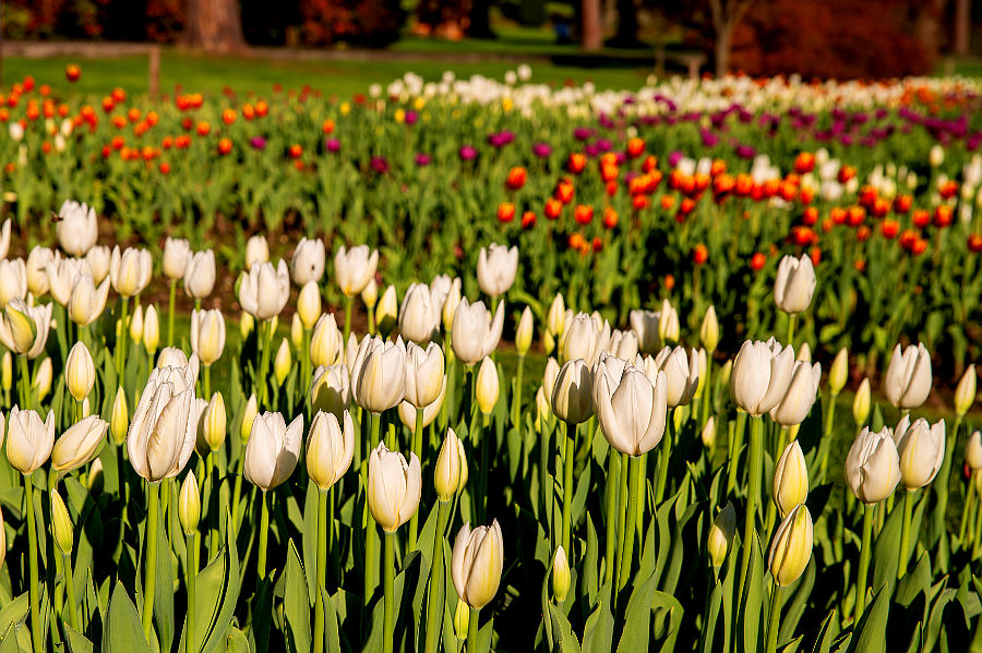 12.2025: Staff Sigurtà - valeggio sul mincio (vr)