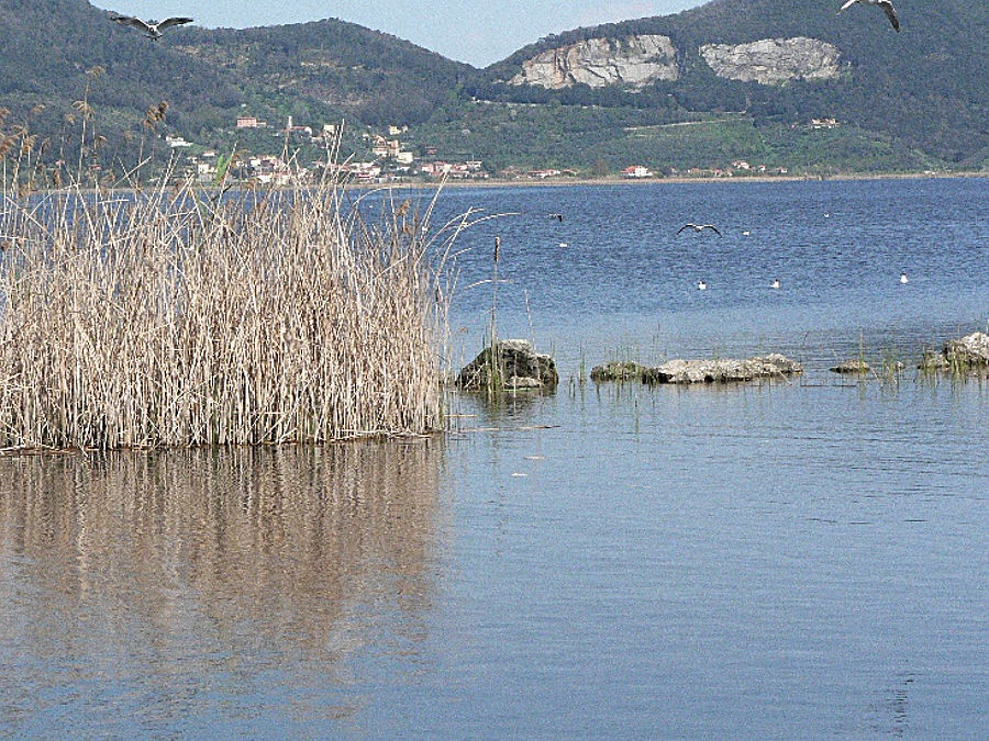 04.2013: Gianni - torre del lago - viareggio (lu)