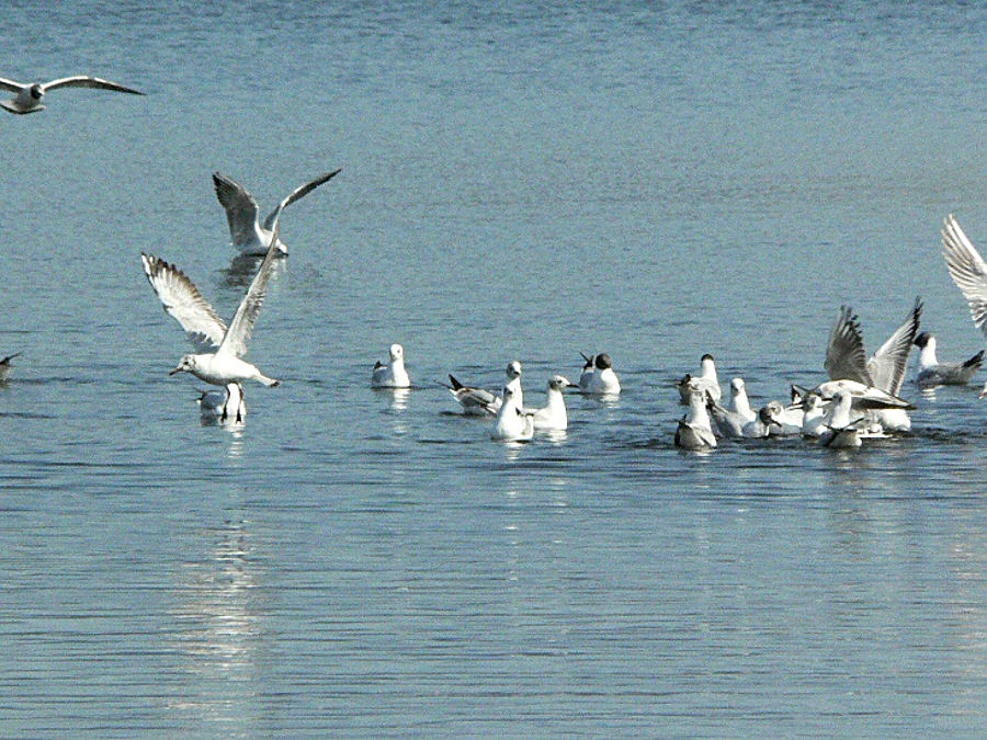 04.2013: Gianni - torre del lago - viareggio (lu)