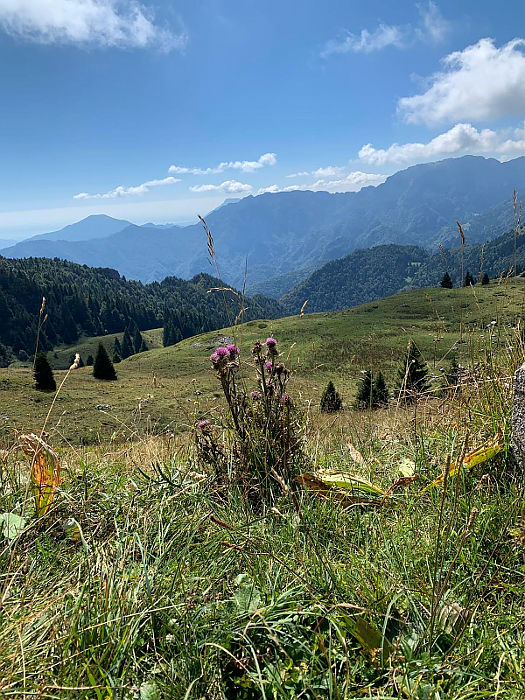 06.2020: Marina Daprelā - tremosine (bs)