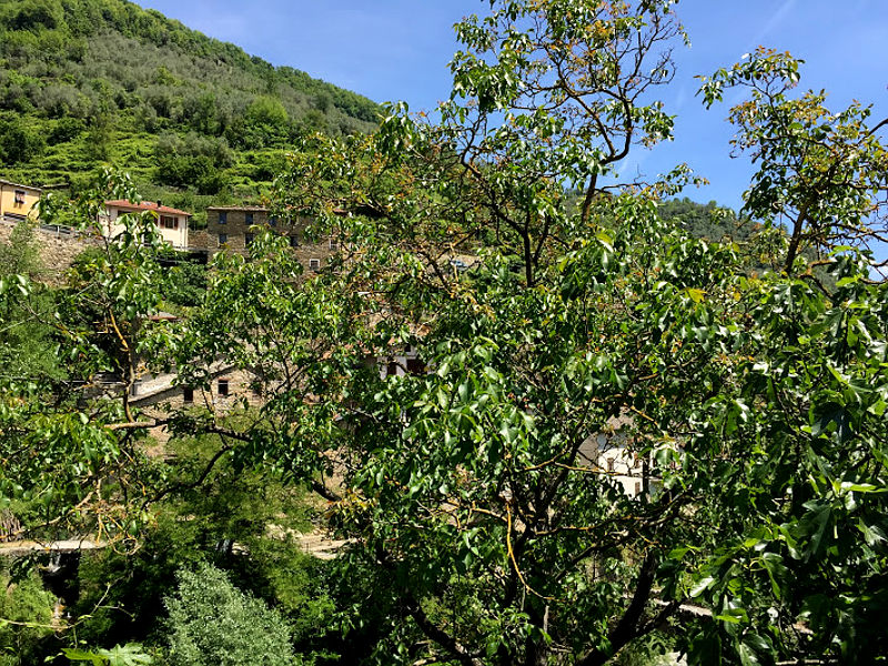06.2016: Marina Daprelā - aquila d'arroscia (im)