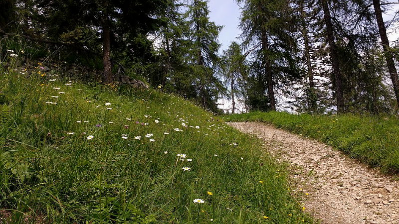 07.2016: Nadia Bellotto - pieve di cadore (bl)