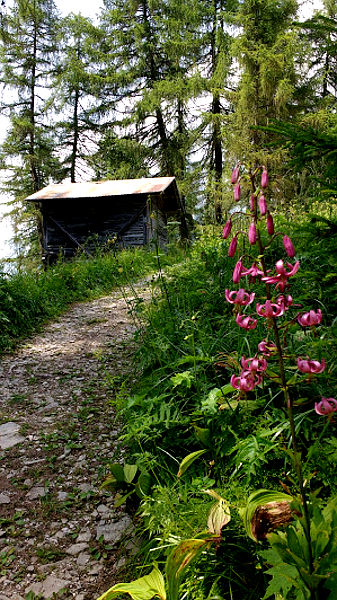 07.2016: Nadia Bellotto - pieve di cadore (bl)