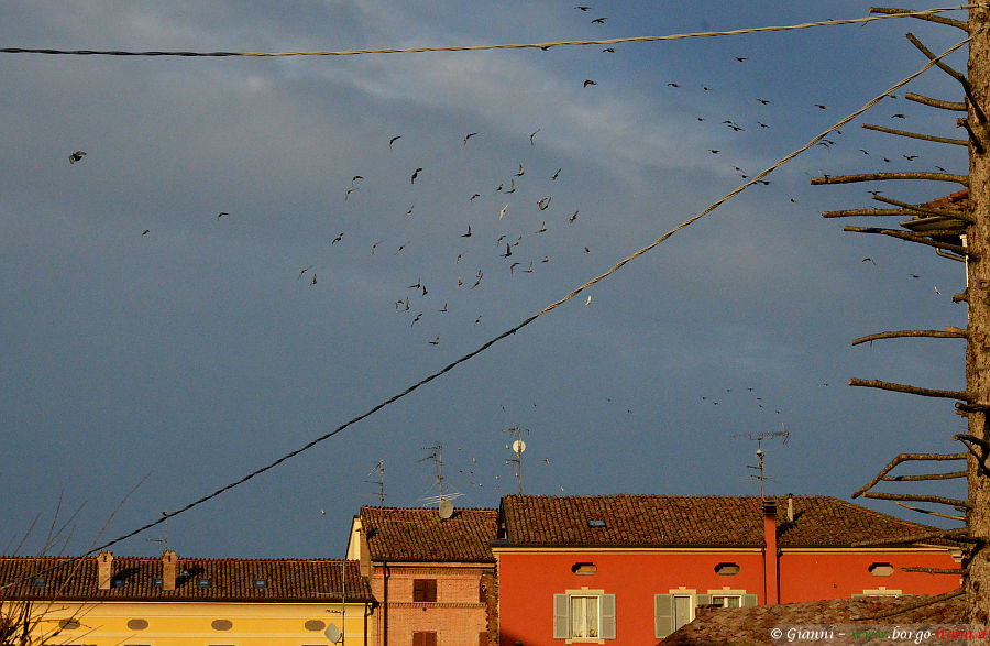 07.2021: Gianni - busseto (pr)