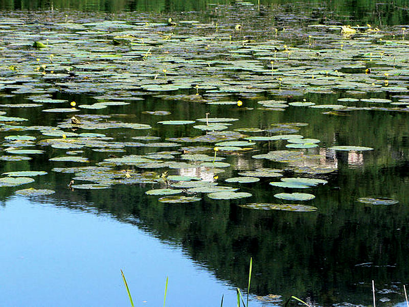 lago di Fimon