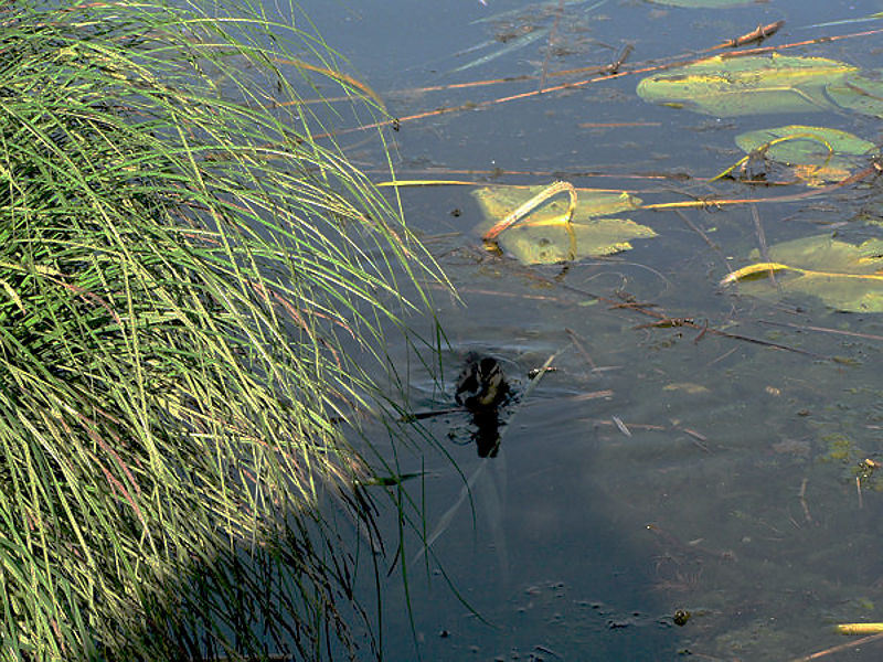 lago di Fimon