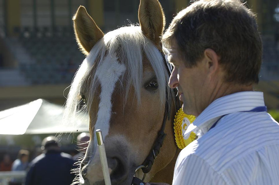 puledri Haflinger