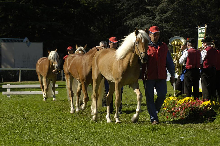 Haflinger foals