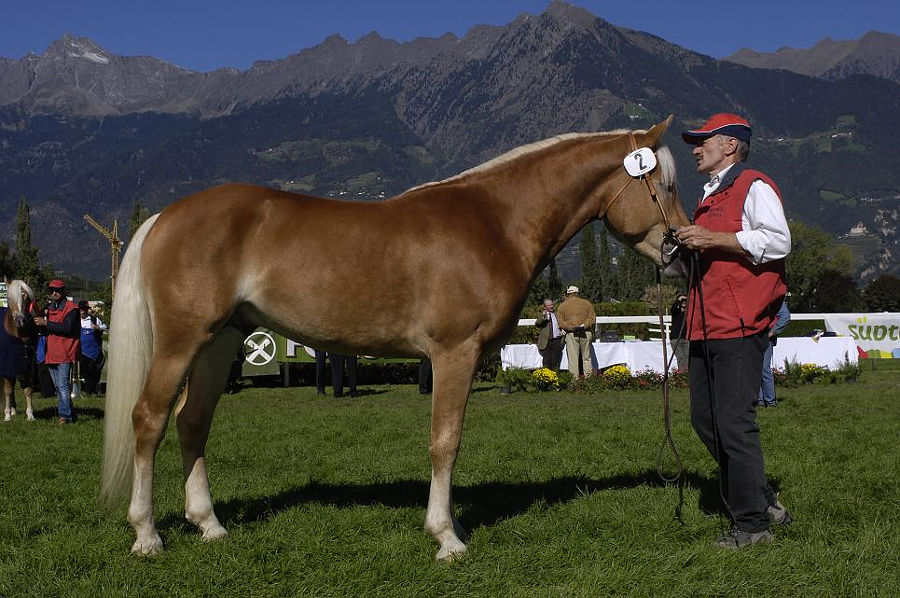 Haflinger foals