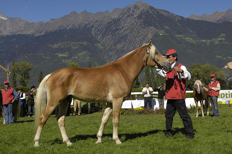 Haflinger foals