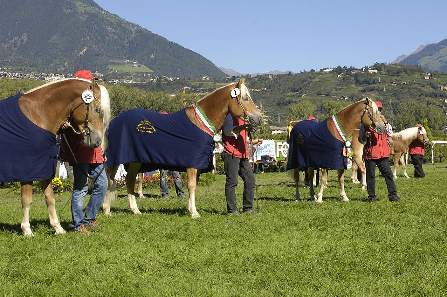 Haflinger foals