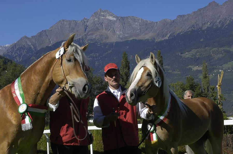 Haflinger foals