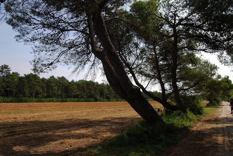 le dune di Bibione