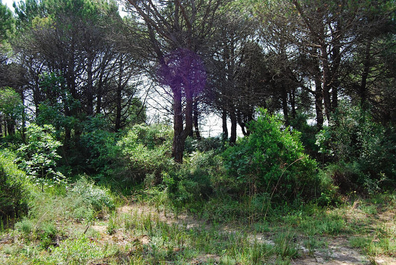 le dune di Bibione