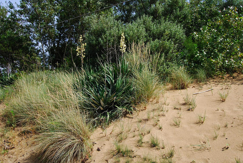 le dune di Bibione