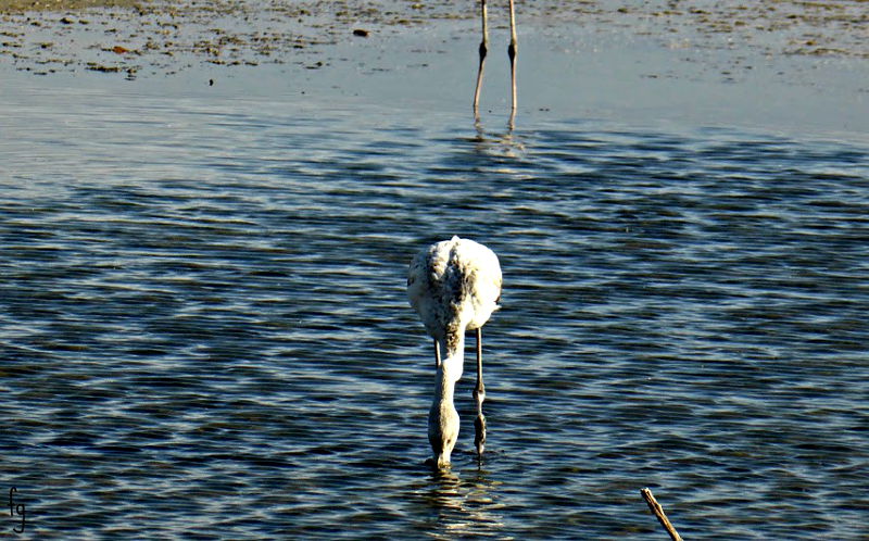 saline e stagni