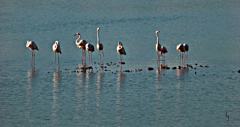 saline e stagni