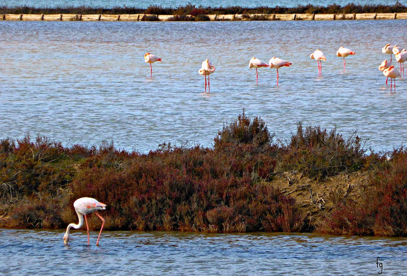 saline e stagni