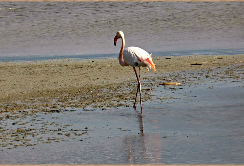 saline e stagni