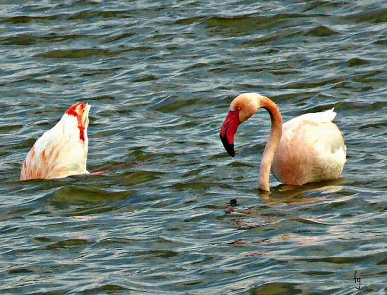 saline e stagni