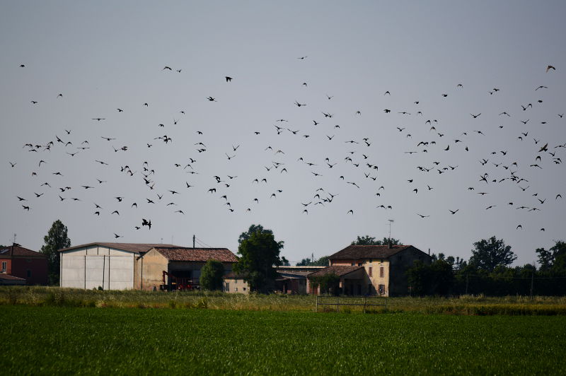 farmhouses