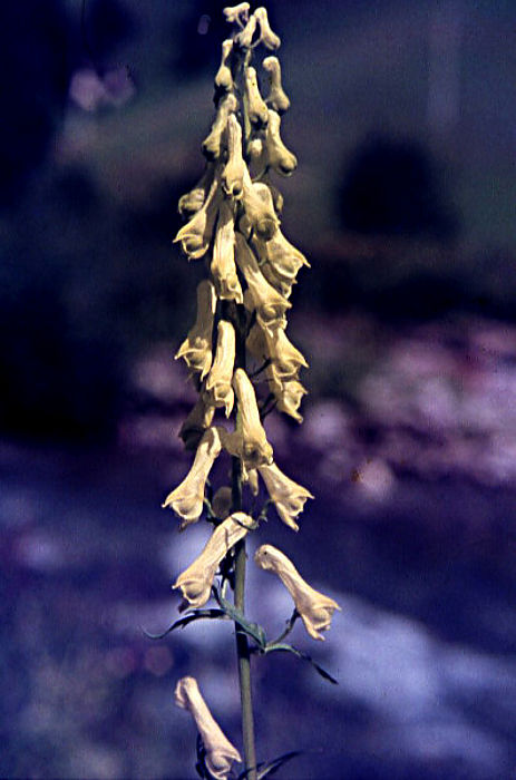 aconitum_vulparia aconitum_vulparia