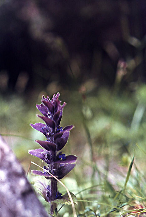 ajuga_pyramidalis ajuga_pyramidalis