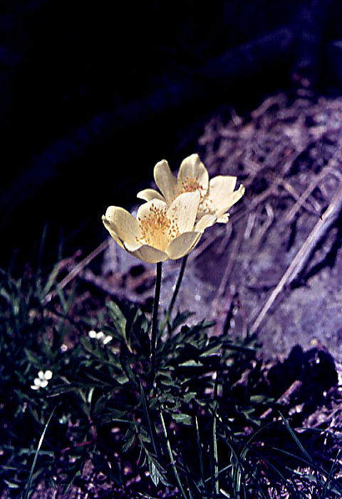 anemone_narcissiflora anemone_narcissiflora