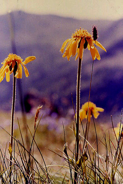 arnica_montana arnica_montana