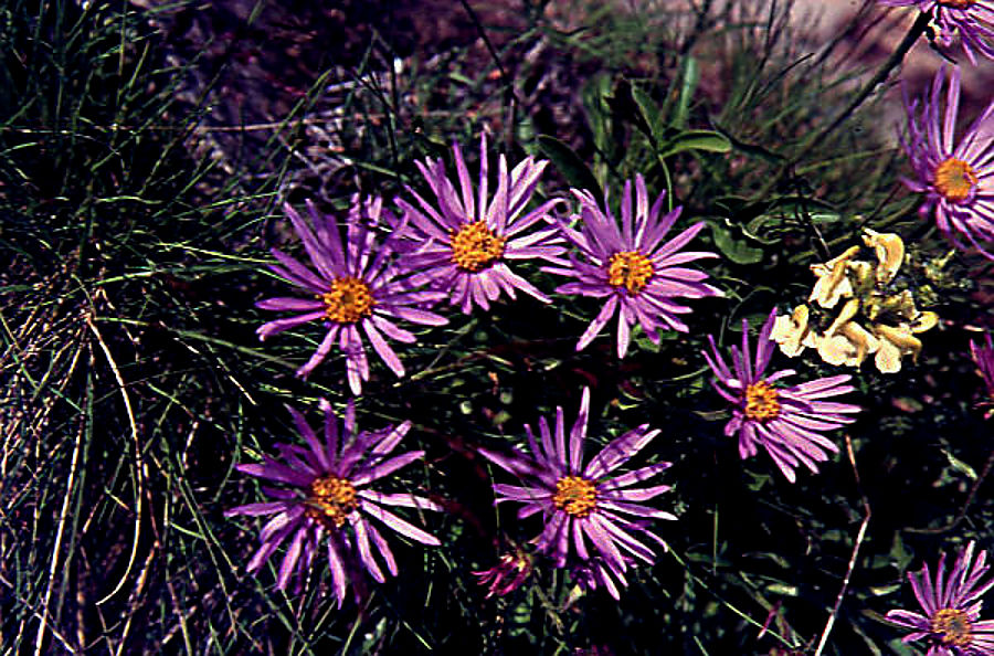 aster_alpinus aster_alpinus