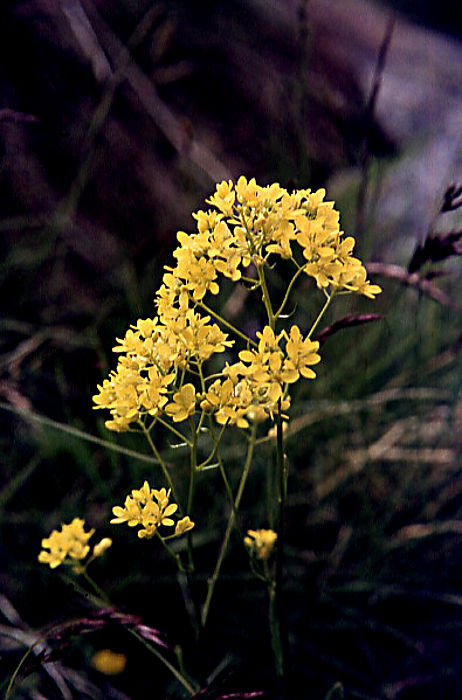 biscutella_laevigata biscutella_laevigata