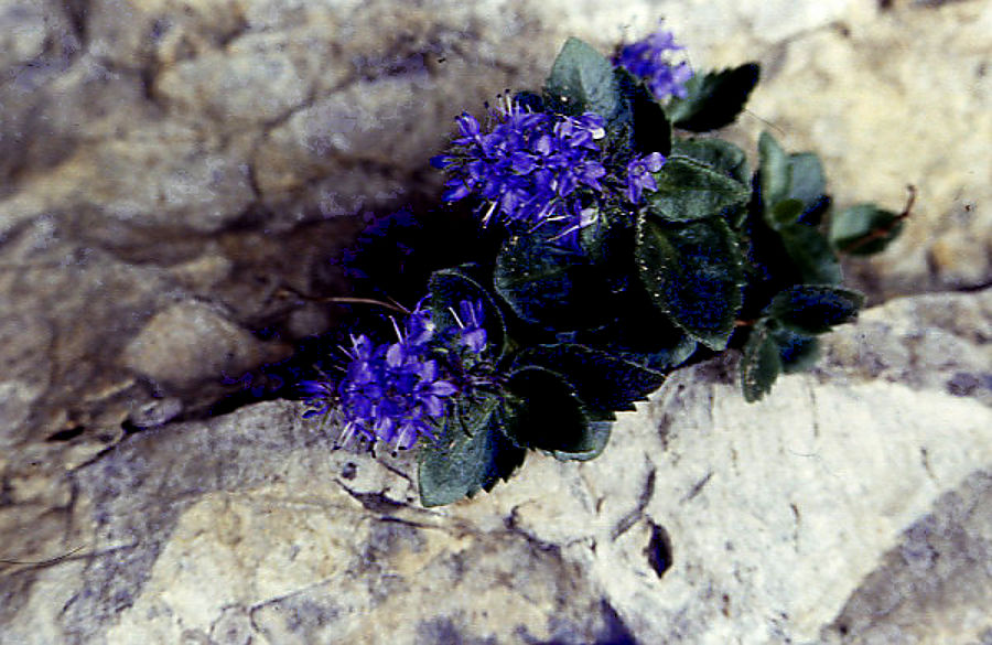 campanula_elatndoises campanula_elatndoises