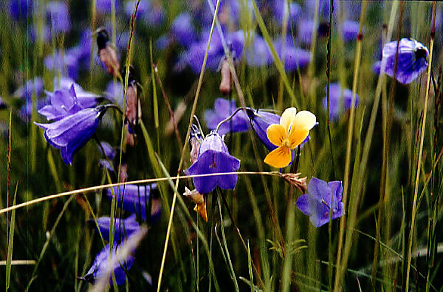 campanula_scheuchzeri campanula_scheuchzeri