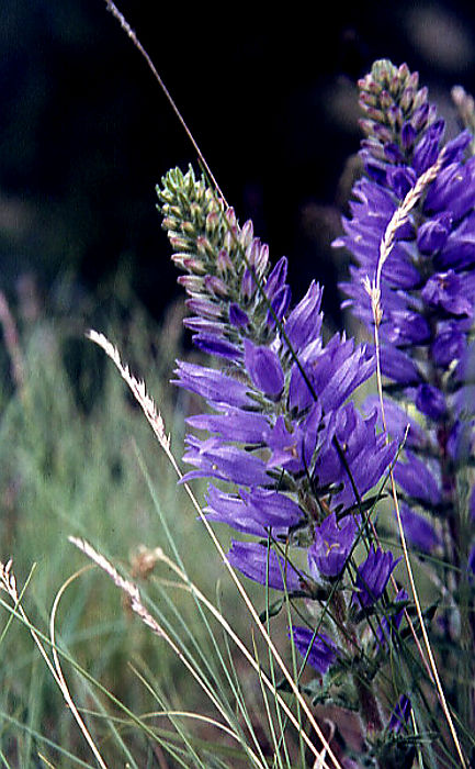 campanula_spicata campanula_spicata