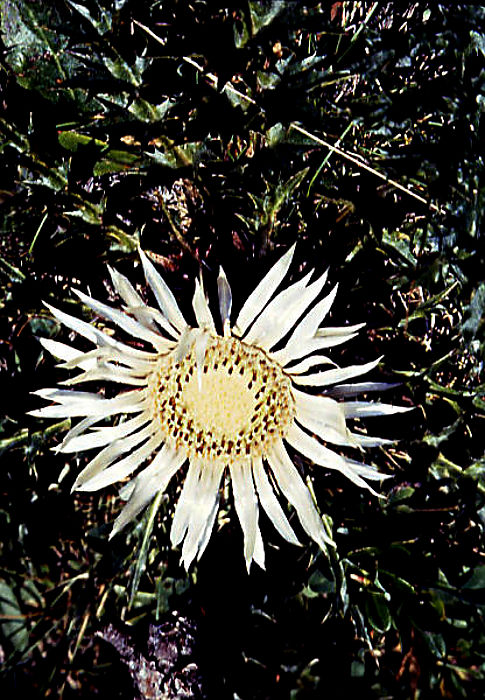 carlina_acaulis carlina_acaulis