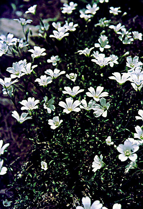 cerastium_uniflorum cerastium_uniflorum